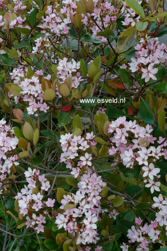 Rhaphiolepis delacourii 'Kerdalo' (B6061)