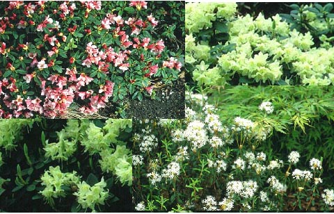 Rhododendron  Aanbiedingspakket dwergsoorten (49904)