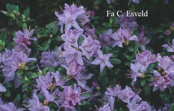 Rhododendron 'Blaue Mauritius' (6048)