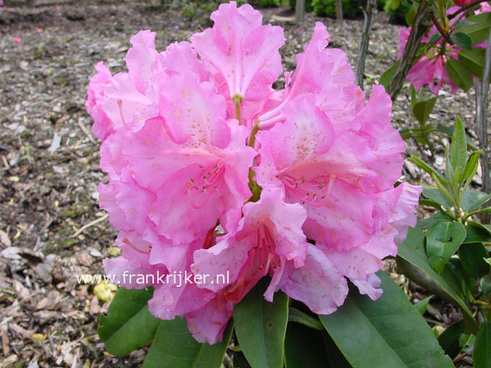 Rhododendron 'Duque de San Lucar' Rhododendron 'Duque de San Lucar'
