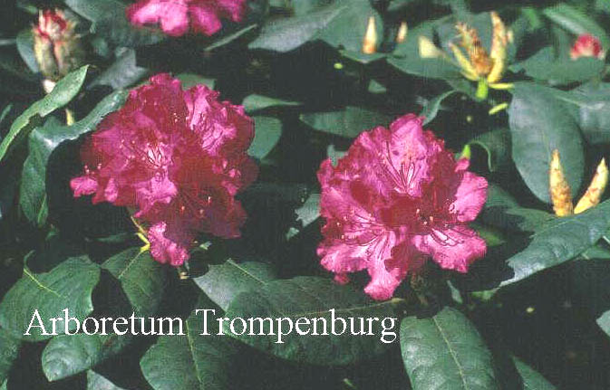 Rhododendron 'Kantate' Rhododendron 'Kantate'