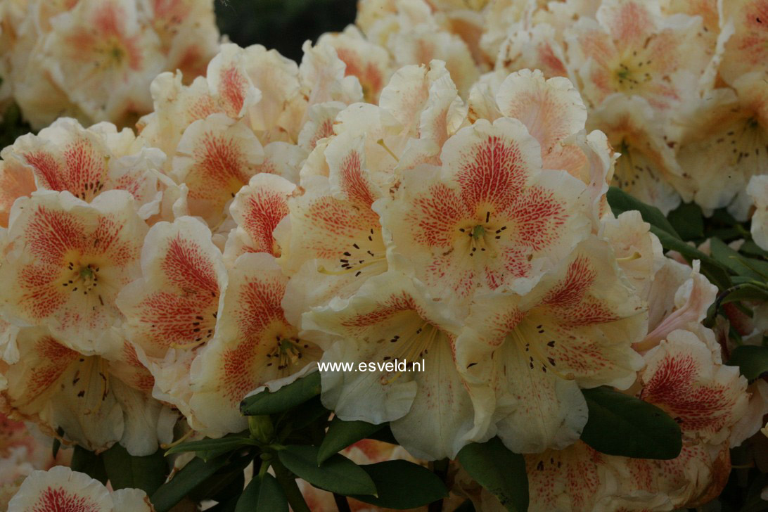 Rhododendron 'Paprika Spiced'
