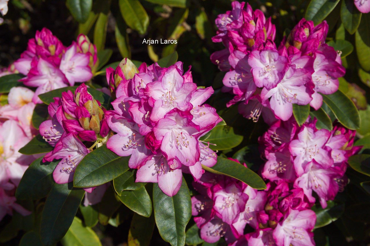Rhododendron 'Princess Mary of Cambridge'