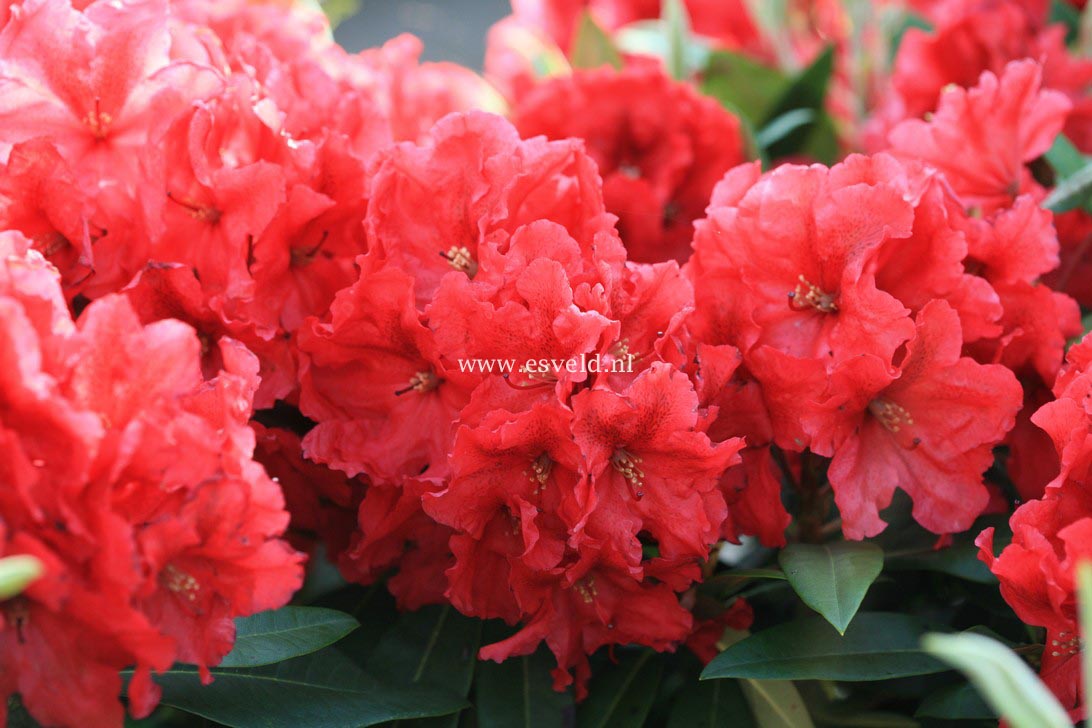 Rhododendron 'Rabatz' Rhododendron 'Rabatz'