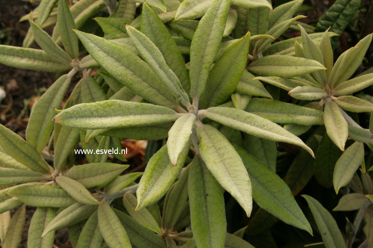 Rhododendron denudatum
