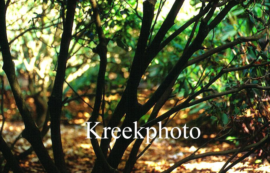 Rhododendron erubescens