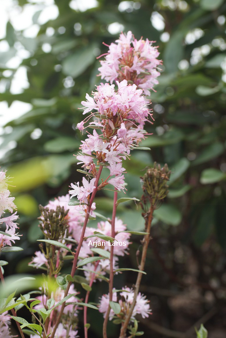 Rhododendron russatum 'Albiflorum' (80658)