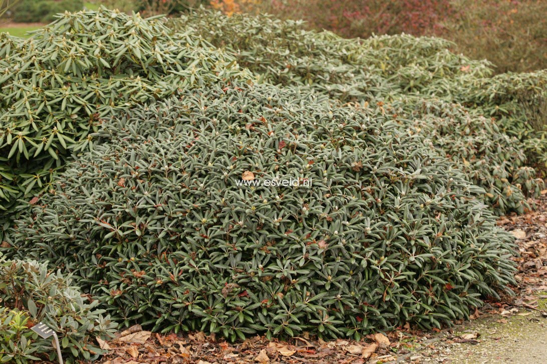 Rhododendron yakushimanum x campyloginum aeruginosum