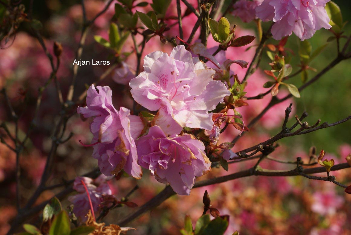 Rhododendron yedoense