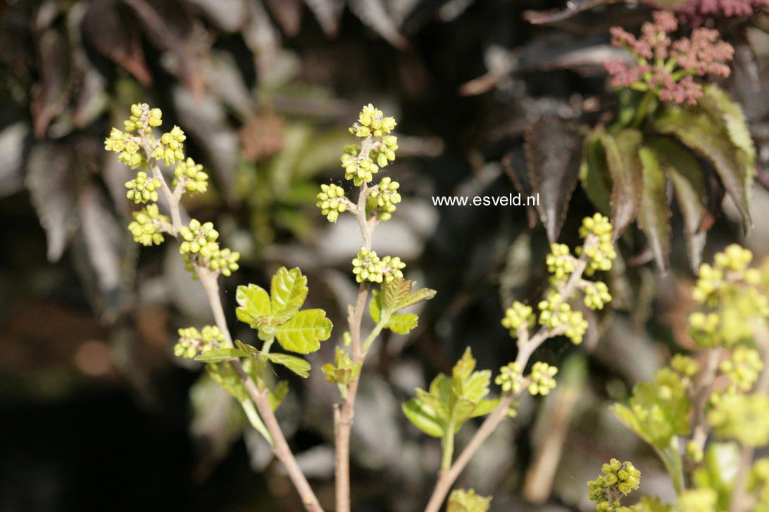 Rhus aromatica 'Grow-low' Rhus aromatica 'Grow-low'
