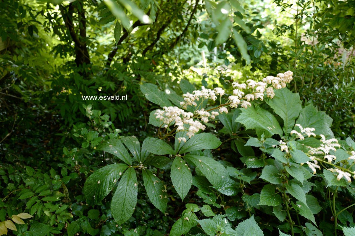 Rodgersia pinnata 'Cally Salmon' (A3665)
