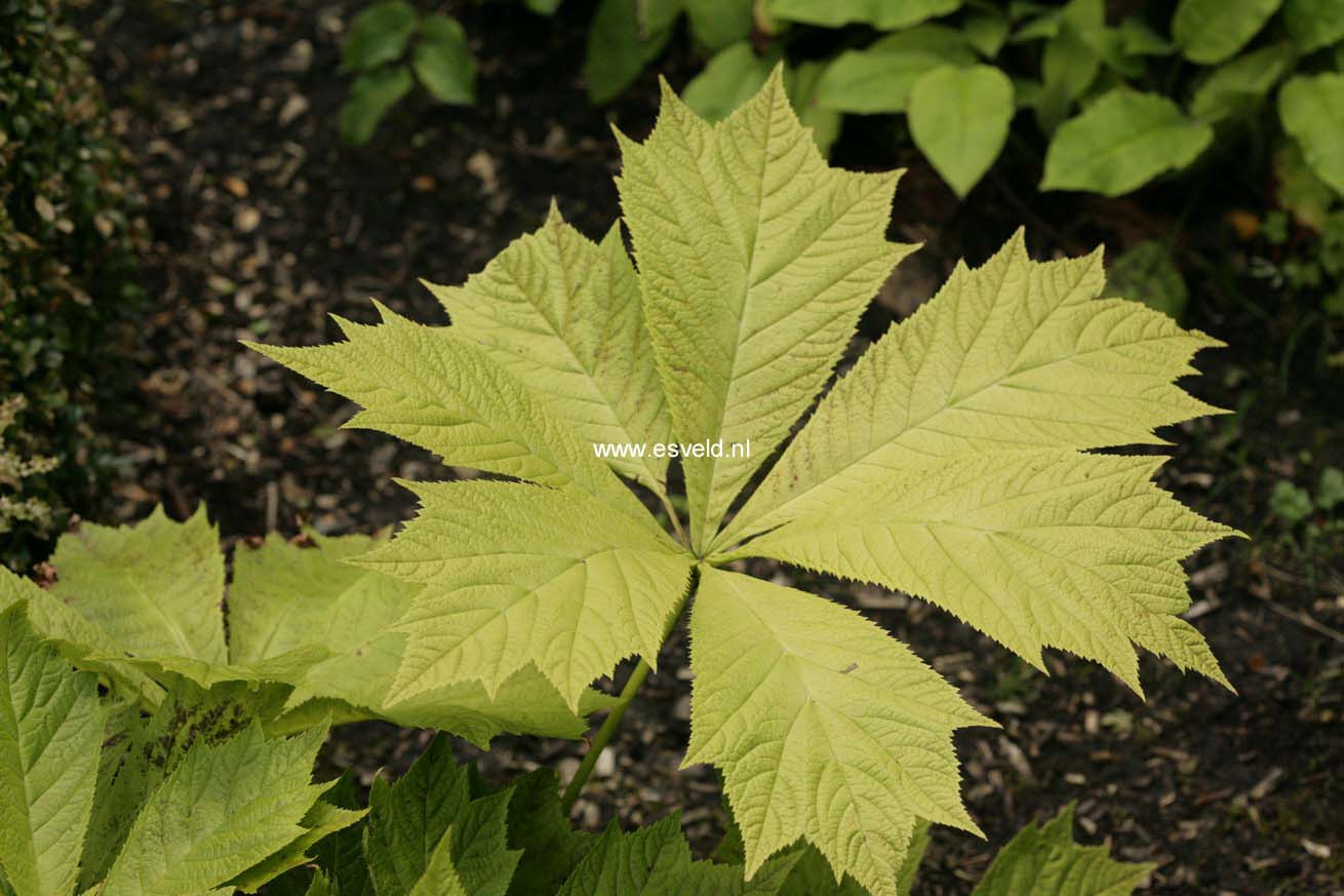 Rodgersia pinnata 'Die Amutige'