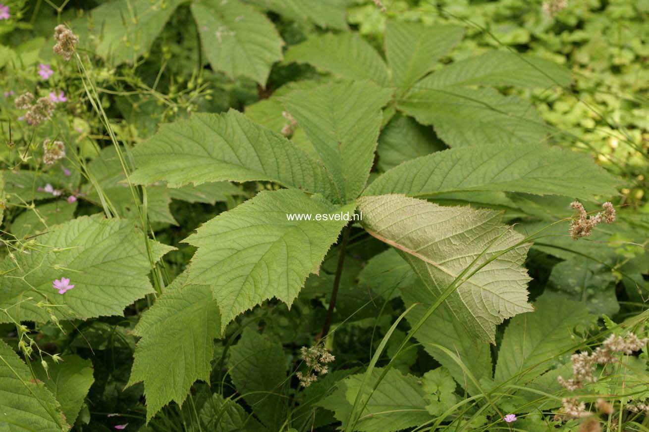 Rodgersia sambucifolia 'Mountain Select' (44420)
