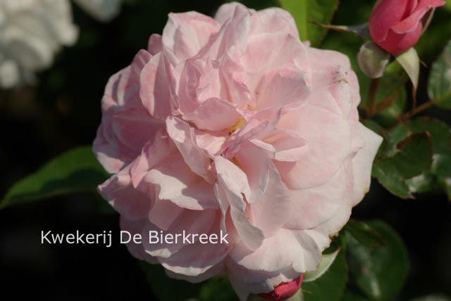 Rosa 'Alderly Park'