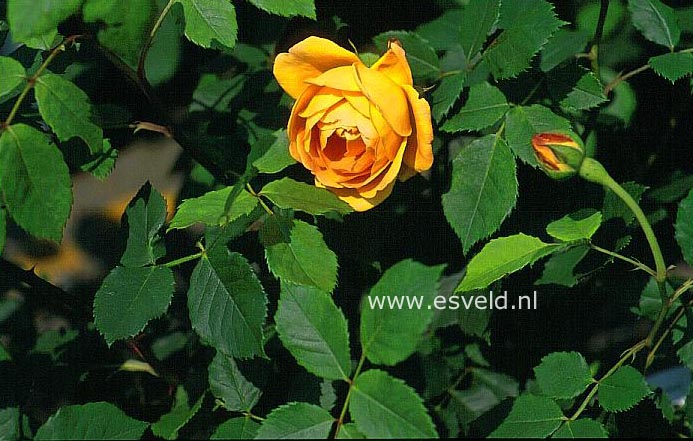 Rosa 'Ausgold' (GOLDEN CELEBRATION)