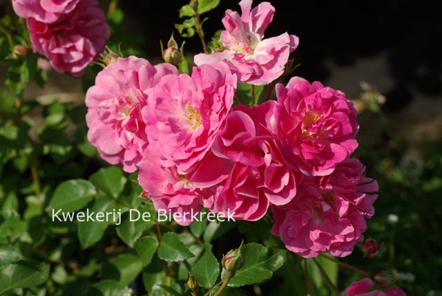 Rosa 'Bad Woerishofen' (82591)