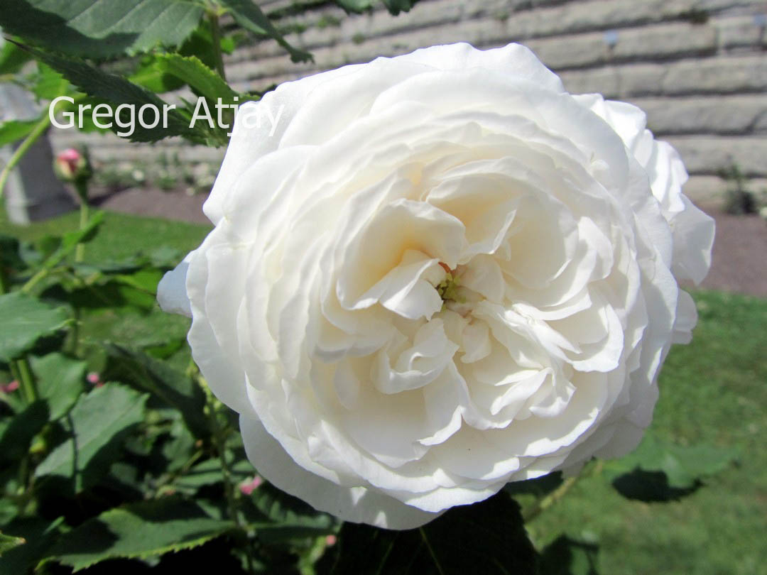 Rosa 'Boule de Neige' (53571)