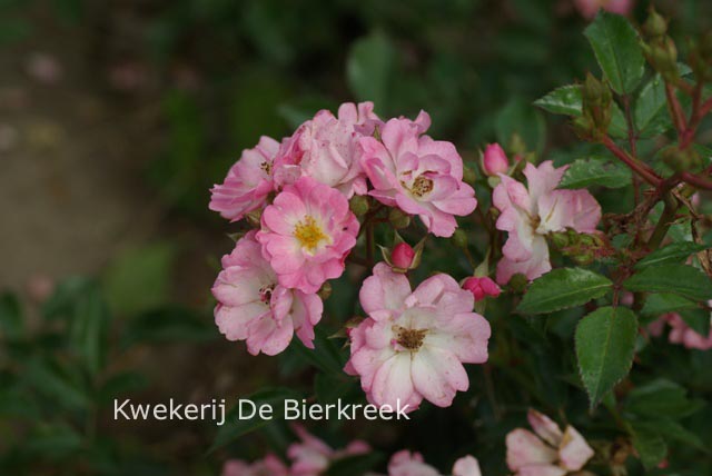 Rosa 'Castore'