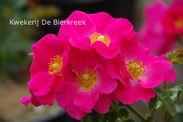 Rosa 'Cherie' Rosa 'Cherie'