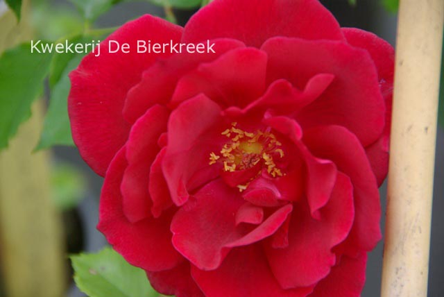 Rosa 'Climbing Etoile de Hollande'