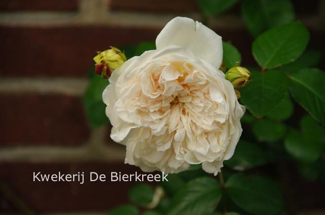 Rosa 'Climbing Sombreuil' (82455)