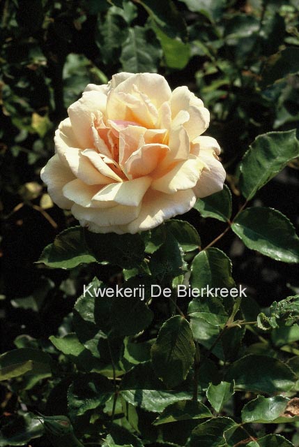 Rosa 'Diamond Jubilee'