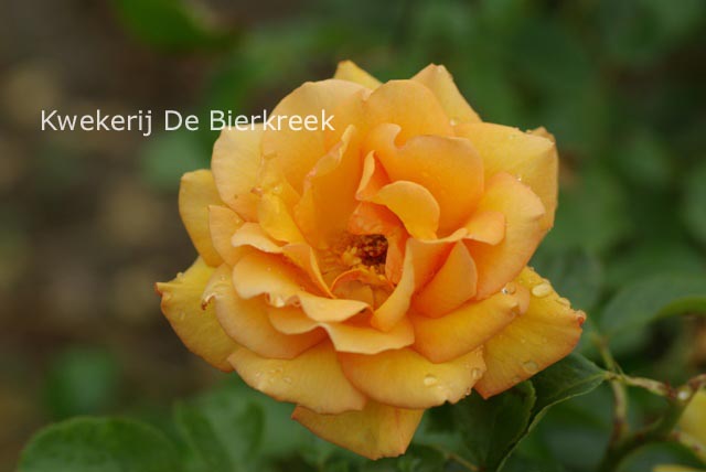 Rosa 'Florida' (82558)