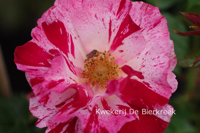 Rosa 'Fourth of July'