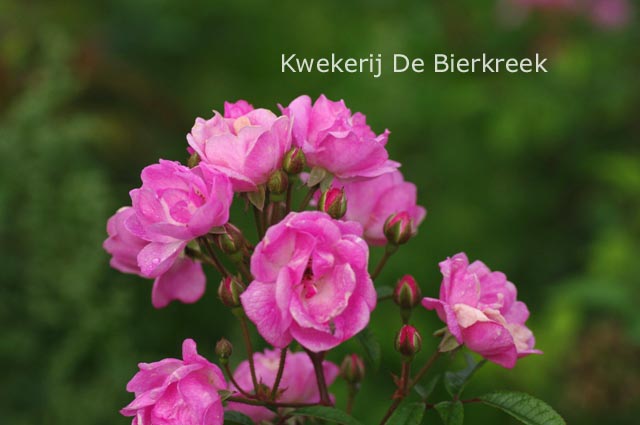 Rosa 'Gaard um Titzebierg'