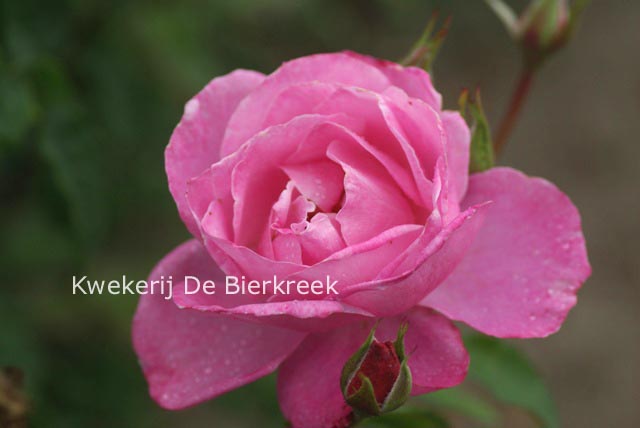 Rosa 'Grande Duchesse Maria Teresa'