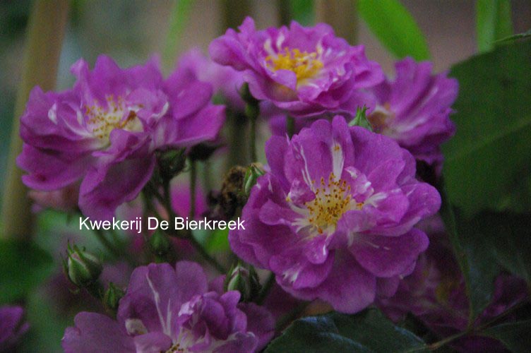 Rosa 'Haveuship' (LAVENDER FRIENDSHIP)