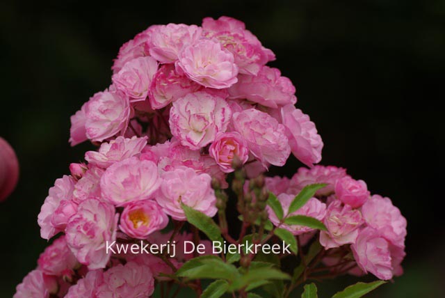 Rosa 'Heavenly Pink'