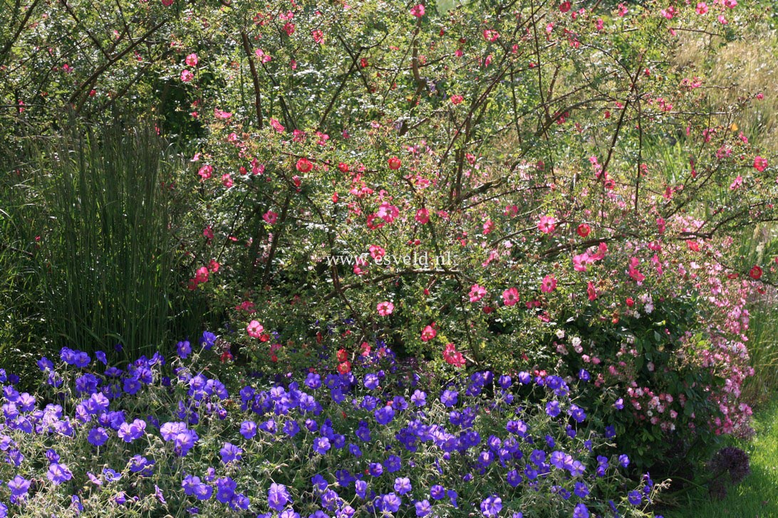 Rosa 'Highdownensis'
