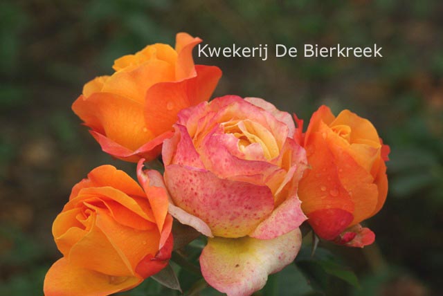Rosa 'Ibiza'