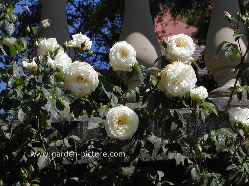 Rosa 'Ilse Krohn Superior'
