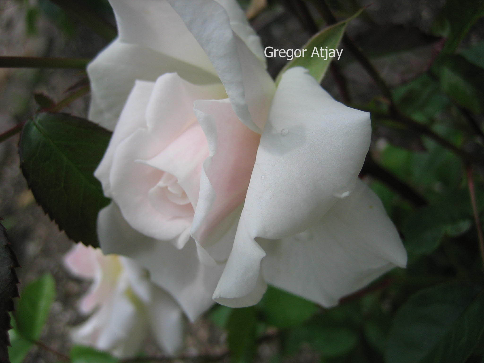 Rosa 'Irene of Denmark' (53577)
