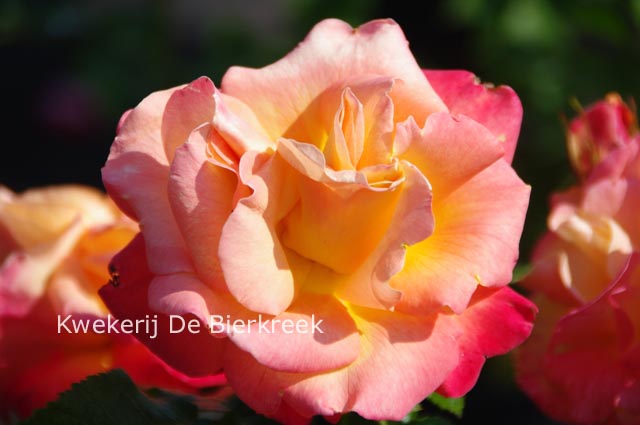 Rosa 'Jam and Jerusalem'