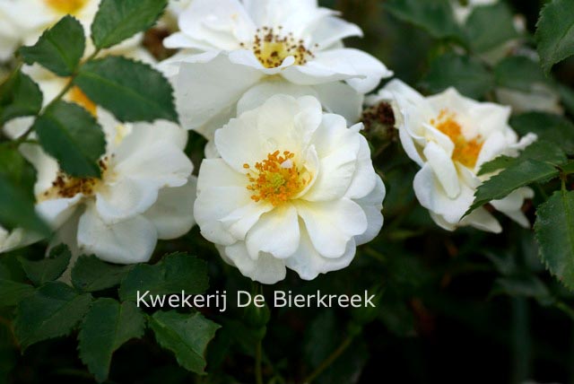 Rosa 'KORgazell' (DIAMANT)