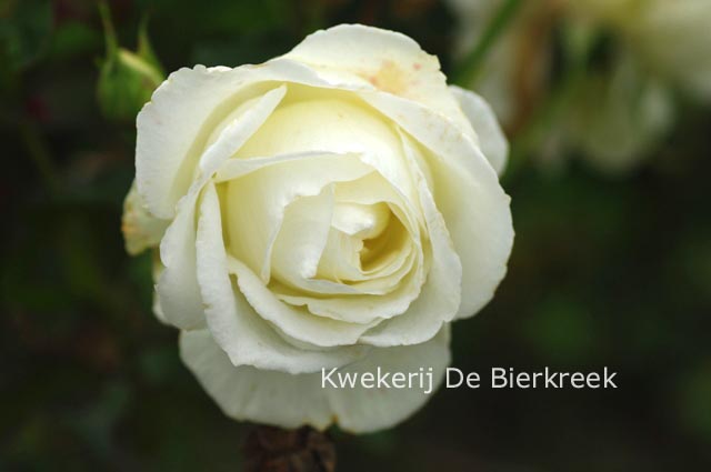 Rosa 'Karin Blixen' (82531)