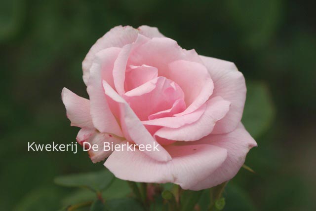 Rosa 'Kathleen Harrop' Rosa 'Kathleen Harrop'