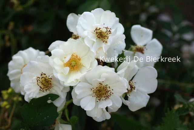 Rosa 'Korenbon' (INNOCENCIA) Rosa 'Korenbon' (INNOCENCIA)