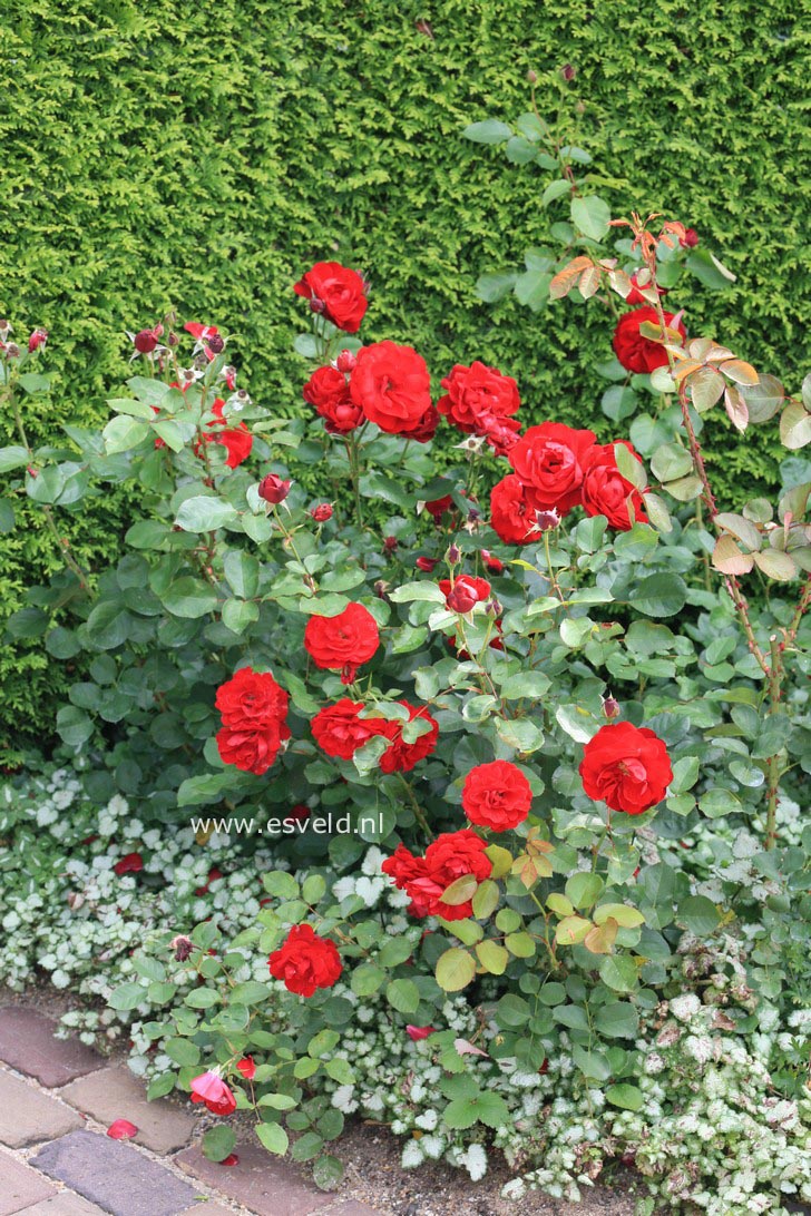 Rosa 'Korlima' (LILI MARLEEN) (31094)