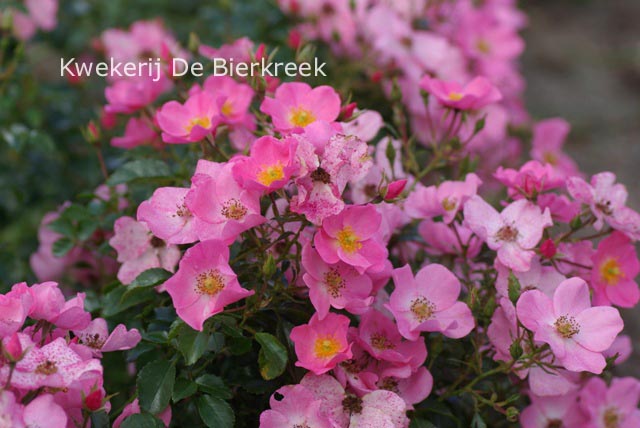 Rosa 'Kortuna' (FORTUNA)