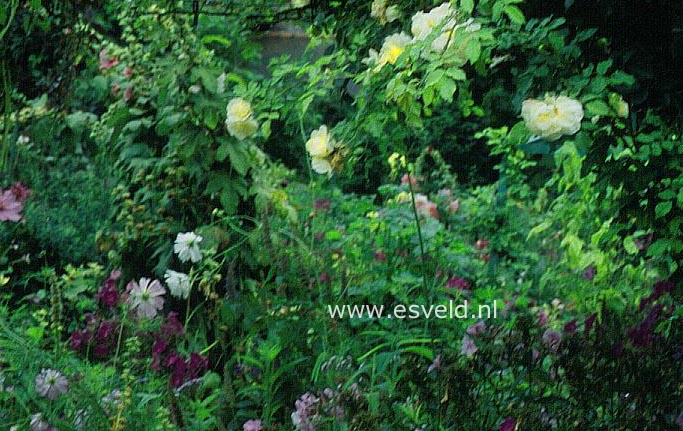 Rosa 'Leverkusen'
