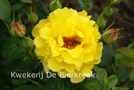 Rosa 'Lichtkoenigin Lucia' (82524)