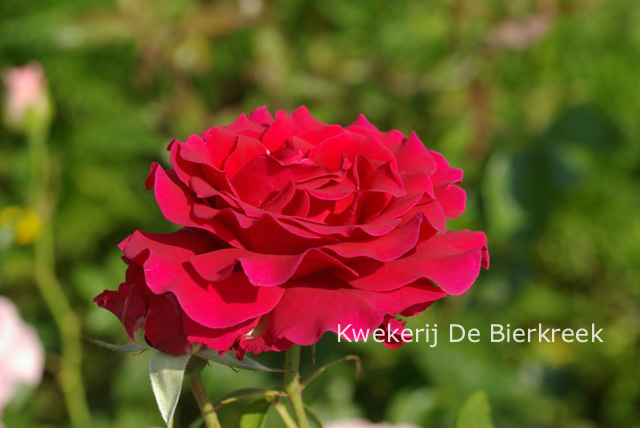 Rosa 'Macon Rouge'
