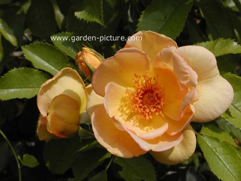 Rosa 'Maigold'
