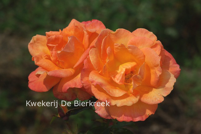 Rosa 'Mama Mia'