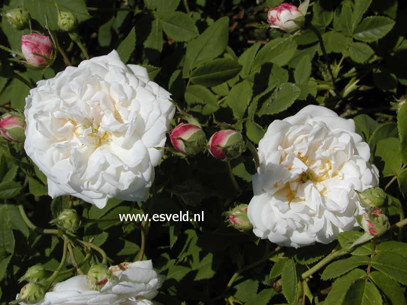 Rosa 'Mme Plantier'