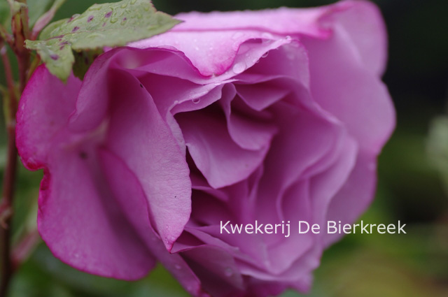 Rosa 'Moody Blue'